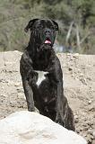 CANE CORSO 433